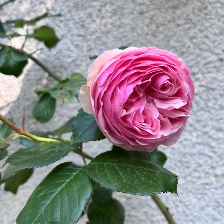 Gasthuis Le Clos Gabrielle Châtellerault