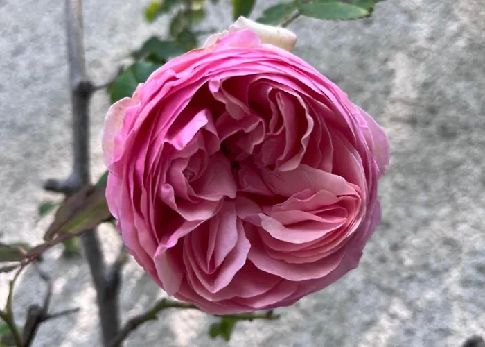 Pensión Le Clos Gabrielle 4*