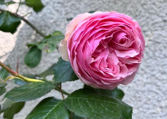 Pensión Le Clos Gabrielle Châtellerault